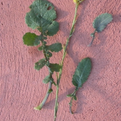 Hirschfeldia incana (Buchan Weed) at Watson, ACT - 19 Jun 2020 by waltraud