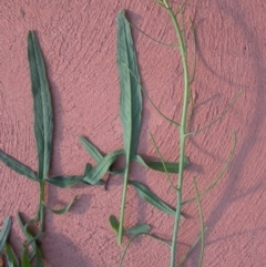 Sisymbrium orientale (Eastern Rocket) at Watson, ACT - 19 Jun 2020 by waltraud