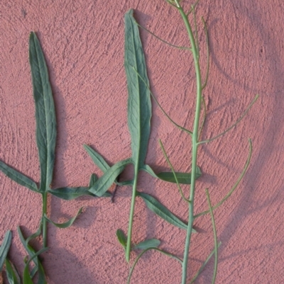 Sisymbrium orientale (Eastern Rocket) at Watson, ACT - 19 Jun 2020 by waltraud