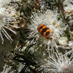 Castiarina crenata at Googong, NSW - 9 Dec 2020