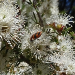 Castiarina crenata at Googong, NSW - 9 Dec 2020