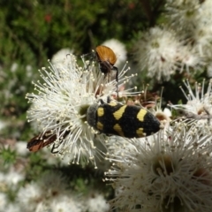Castiarina inconspicua (A jewel beetle) at QPRC LGA - 9 Dec 2020 by AndyRussell