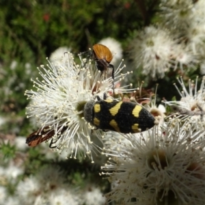 Castiarina inconspicua at Googong, NSW - 9 Dec 2020 12:17 PM