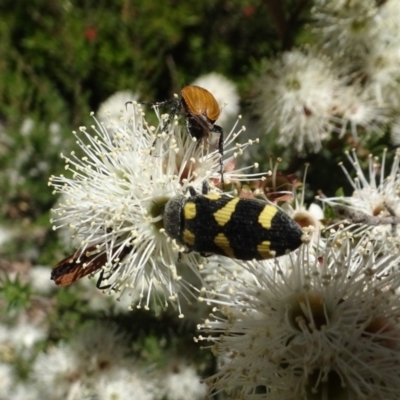 Castiarina inconspicua (A jewel beetle) at QPRC LGA - 9 Dec 2020 by AndyRussell
