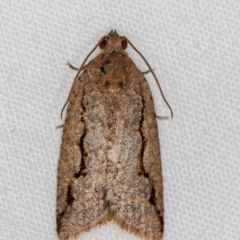 Meritastis undescribed species (A Tortricid moth) at Melba, ACT - 2 Jan 2021 by Bron