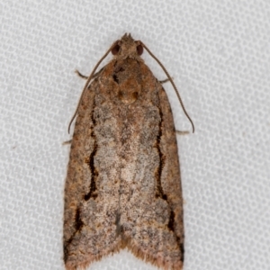 Meritastis undescribed species at Melba, ACT - 2 Jan 2021