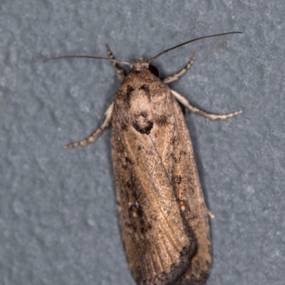Athetis tenuis (Plain Tenuis Moth) at Melba, ACT - 2 Jan 2021 by Bron
