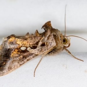 Chrysodeixis eriosoma at Melba, ACT - 2 Jan 2021