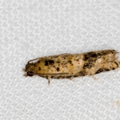Olethreutinae (subfamily) (Unidentified leaf roller) at Melba, ACT - 2 Jan 2021 by Bron