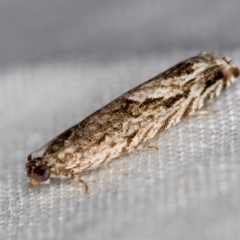 Holocola triangulana (A Tortricid Moth) at Melba, ACT - 2 Jan 2021 by Bron