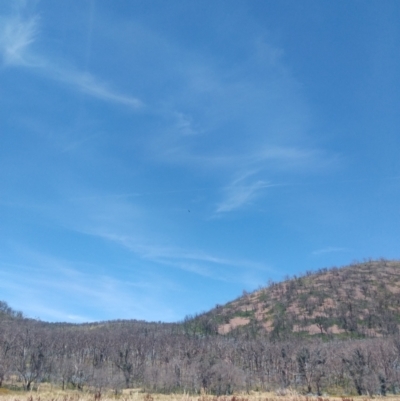 Aquila audax (Wedge-tailed Eagle) at Namadgi National Park - 23 Jan 2021 by VanceLawrence