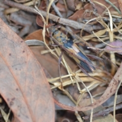 Epithora dorsalis (Longicorn Beetle) at QPRC LGA - 24 Jan 2021 by natureguy