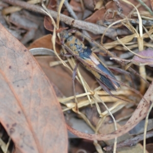 Epithora dorsalis at Wamboin, NSW - 24 Jan 2021