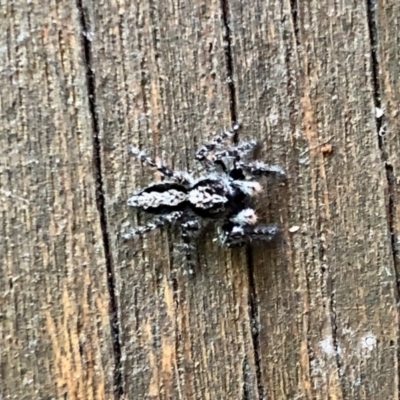 Clynotis severus (Stern Jumping Spider) at Aranda, ACT - 25 Jan 2021 by KMcCue