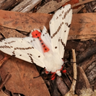 Ardices canescens (Dark-spotted Tiger Moth) at Melba, ACT - 14 Jan 2021 by kasiaaus