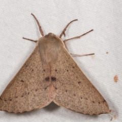Arhodia lasiocamparia (Pink Arhodia (Oenochrominae)) at Melba, ACT - 15 Jan 2021 by kasiaaus
