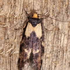 Palimmeces leucopelta (A concealer moth) at Melba, ACT - 16 Jan 2021 by kasiaaus