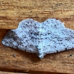 Psilosticha absorpta (Fine-waved Bark Moth) at Aranda, ACT - 25 Jan 2021 by KMcCue