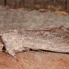 Destolmia lineata at Melba, ACT - 16 Jan 2021 09:17 AM