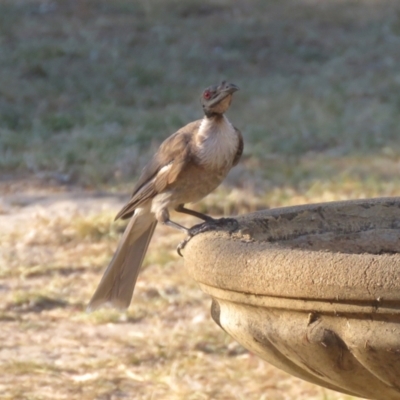 Philemon corniculatus (Noisy Friarbird) at Macarthur, ACT - 25 Jan 2021 by RodDeb