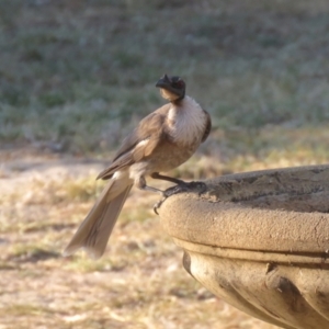 Philemon corniculatus at Macarthur, ACT - 25 Jan 2021