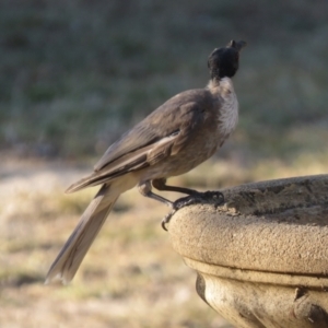 Philemon corniculatus at Macarthur, ACT - 25 Jan 2021 07:05 PM