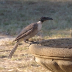 Philemon corniculatus at Macarthur, ACT - 25 Jan 2021