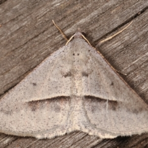 Isturgia penthearia at Melba, ACT - 17 Jan 2021