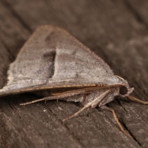 Isturgia penthearia at Melba, ACT - 17 Jan 2021