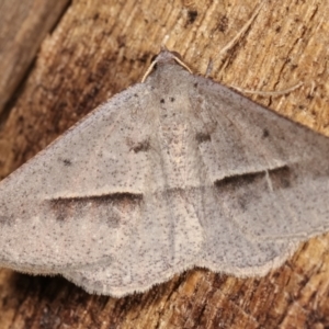 Isturgia penthearia at Melba, ACT - 17 Jan 2021