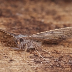 Isturgia penthearia at Melba, ACT - 17 Jan 2021