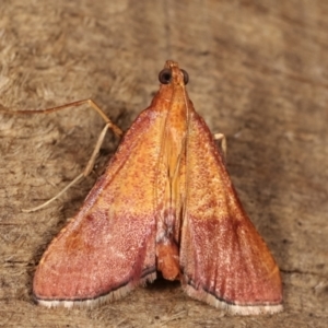 Endotricha pyrosalis at Melba, ACT - 16 Jan 2021