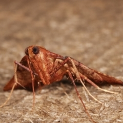 Endotricha pyrosalis at Melba, ACT - 16 Jan 2021