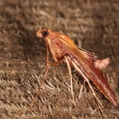 Endotricha pyrosalis at Melba, ACT - 16 Jan 2021