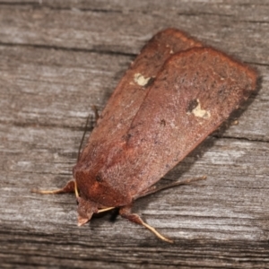 Diarsia intermixta at Melba, ACT - 16 Jan 2021 11:07 PM