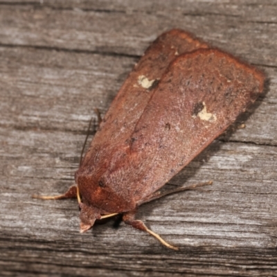 Diarsia intermixta (Chevron Cutworm, Orange Peel Moth.) at Melba, ACT - 16 Jan 2021 by kasiaaus