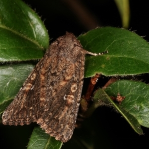 Hypoperigea tonsa at Melba, ACT - 16 Jan 2021 11:09 PM