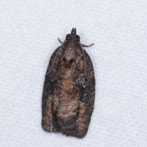 Thrincophora inconcisana at Melba, ACT - 16 Jan 2021