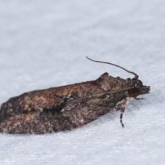 Thrincophora inconcisana at Melba, ACT - 16 Jan 2021