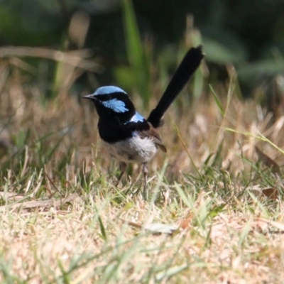 Malurus cyaneus (Superb Fairywren) at East Albury, NSW - 23 Jan 2021 by PaulF