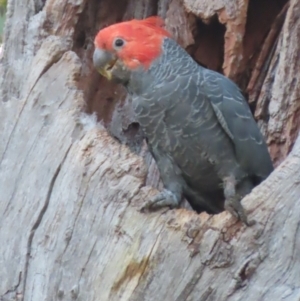 Callocephalon fimbriatum at Red Hill, ACT - suppressed