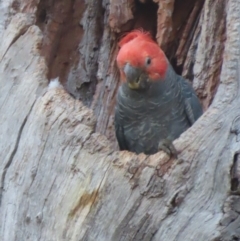 Callocephalon fimbriatum at Red Hill, ACT - suppressed