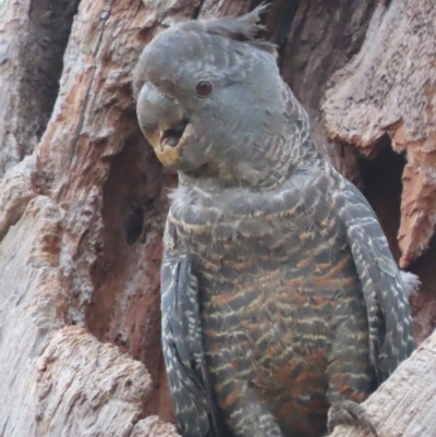 Callocephalon fimbriatum (Gang-gang Cockatoo) at Red Hill, ACT - 24 Jan 2021 by roymcd