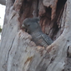 Callocephalon fimbriatum (Gang-gang Cockatoo) at Red Hill, ACT - 25 Jan 2021 by roymcd