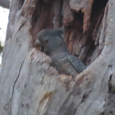 Callocephalon fimbriatum (Gang-gang Cockatoo) at GG149 - 25 Jan 2021 by roymcd