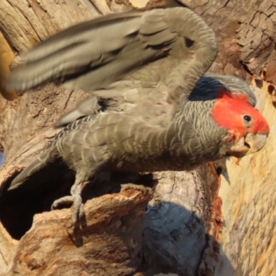 Callocephalon fimbriatum (Gang-gang Cockatoo) at Garran, ACT - 25 Jan 2021 by roymcd