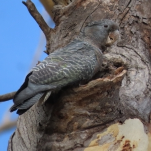 Callocephalon fimbriatum at Garran, ACT - 24 Jan 2021