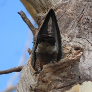 Callocephalon fimbriatum at Garran, ACT - suppressed