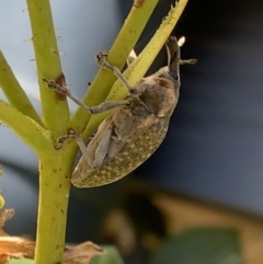 Larinus latus (Onopordum seed weevil) at Murrumbateman, NSW - 25 Jan 2021 by SimoneC