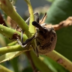 Larinus latus at Murrumbateman, NSW - 25 Jan 2021